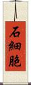 石細胞 Scroll