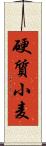 硬質小麦 Scroll