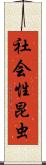 社会性昆虫 Scroll