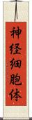 神経細胞体 Scroll