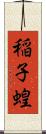 稲子 Scroll