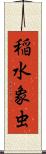 稲水象虫 Scroll