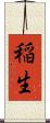 稲生 Scroll