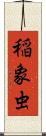 稲象虫 Scroll