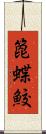 箆蝶鮫 Scroll