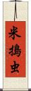 米搗虫 Scroll