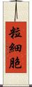 粒細胞 Scroll