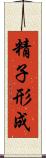 精子形成 Scroll