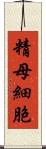 精母細胞 Scroll