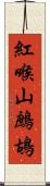 紅喉山鷓鴣 Scroll