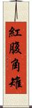 紅腹角雉 Scroll