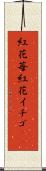 紅花苺 Scroll