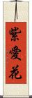 紫愛花 Scroll