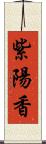 紫陽香 Scroll