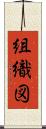 組織図 Scroll