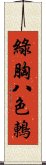 綠胸八色鶇 Scroll