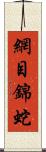 網目錦蛇 Scroll