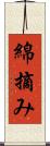 綿摘み Scroll