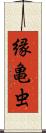 縁亀虫 Scroll