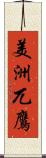 美洲兀鷹 Scroll