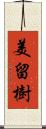 美留樹 Scroll