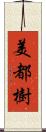 美都樹 Scroll