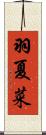羽夏菜 Scroll