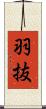 羽抜 Scroll