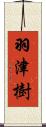 羽津樹 Scroll