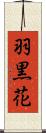 羽黒花 Scroll