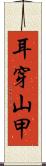 耳穿山甲 Scroll