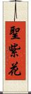 聖紫花 Scroll