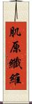 肌原纖維 Scroll