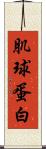 肌球蛋白 Scroll