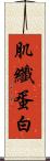 肌纖蛋白 Scroll