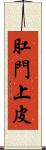 肛門上皮 Scroll