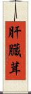肝臓茸 Scroll