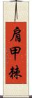 肩甲棘 Scroll