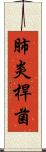 肺炎桿菌 Scroll