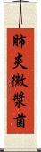 肺炎黴漿菌 Scroll