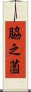 脇之薗 Scroll