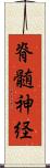 脊髄神経 Scroll