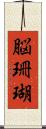 脳珊瑚 Scroll