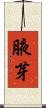 腋芽 Scroll