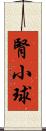 腎小球 Scroll