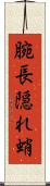 腕長隠れ蛸 Scroll