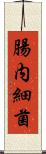 腸内細菌 Scroll