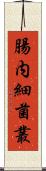 腸内細菌叢 Scroll
