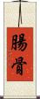 腸骨 Scroll