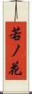 若ノ花 Scroll